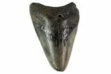 Bargain, Megalodon Tooth - North Carolina #152962-1